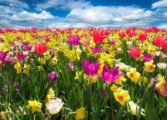 vilda blommor