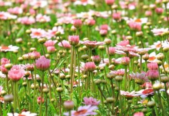 blåa blommor