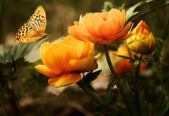 ätbara blommor