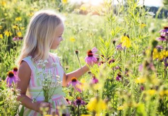 lila blommor
