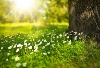 fina blommor