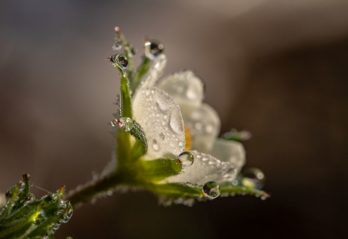 vackra blommor