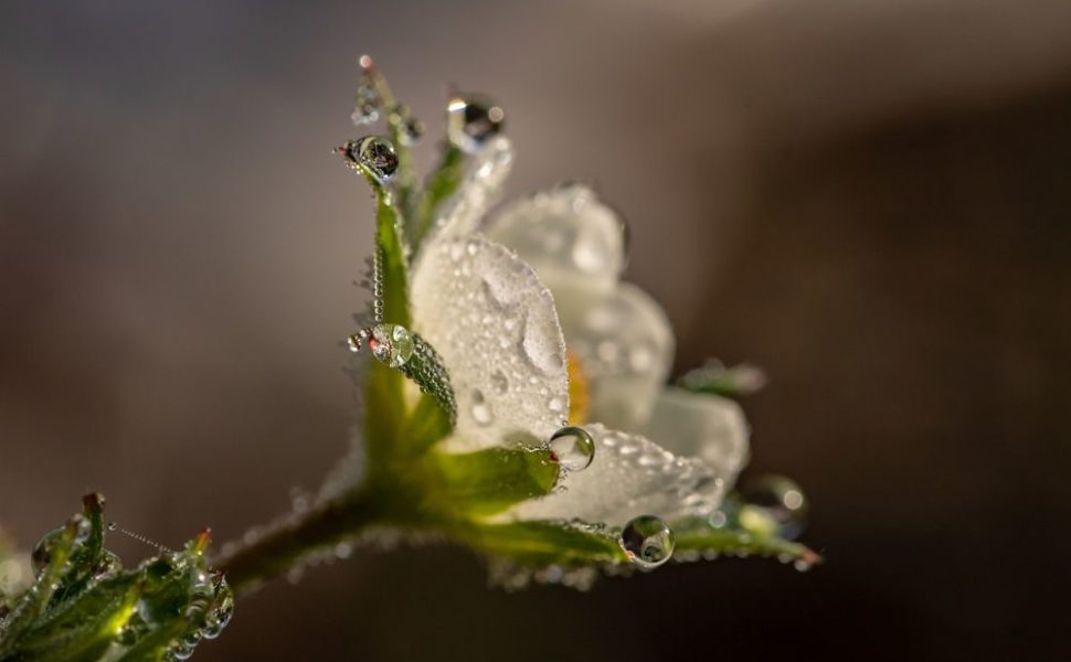 vackra blommor