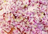 pappers blommor