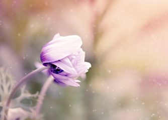 gula blommor i trädgården